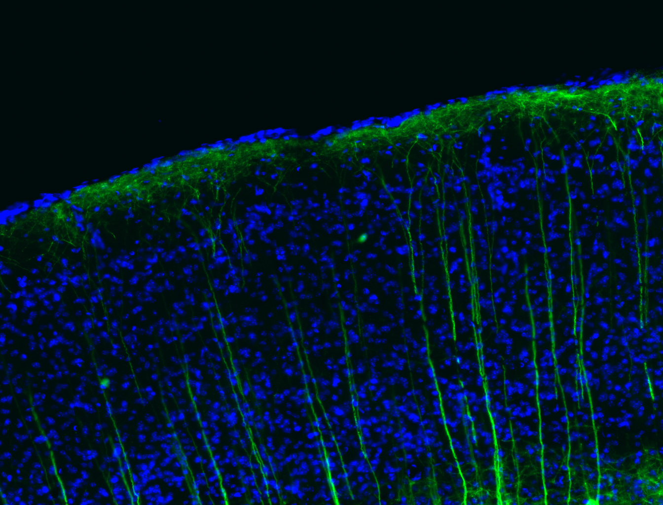 Research Area 2: Computational Neuroscience and AI